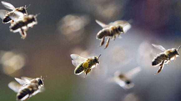 Wild Bees in Flight