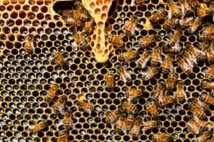 Best Beekeeping Documentaries