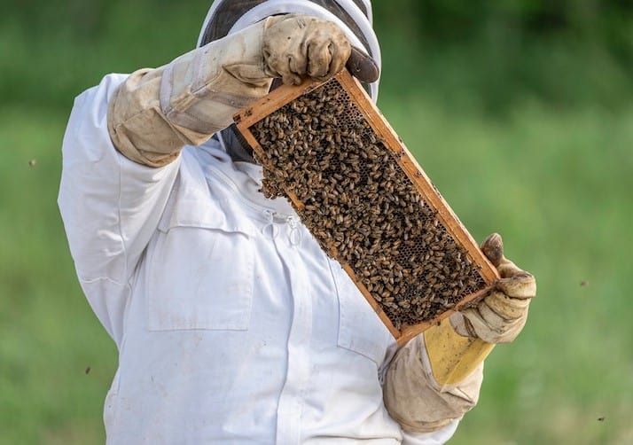 how to clean the beekeeper's gloves