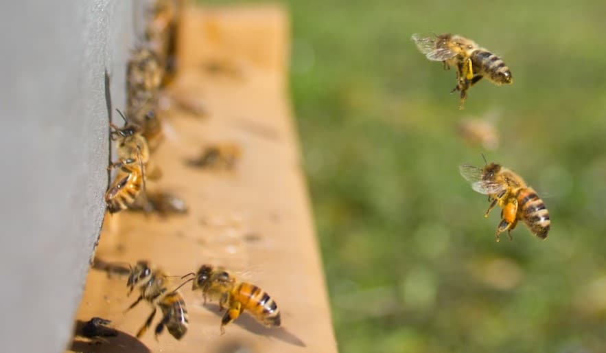 keeping invading bees