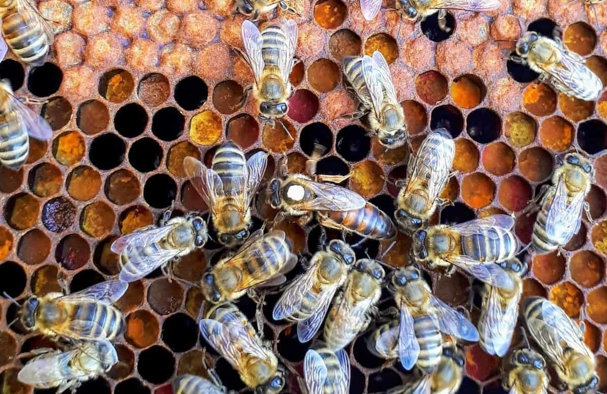 raising queen bees