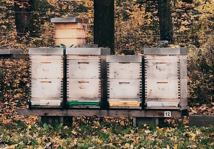 types of beehives