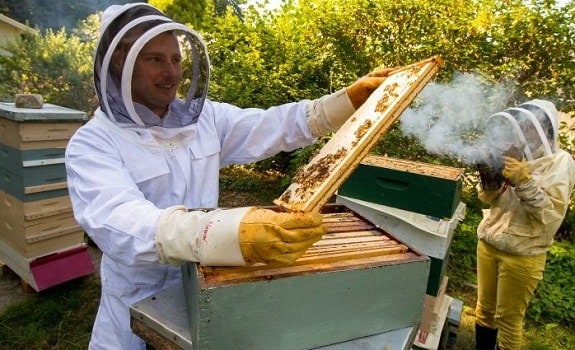 beginner beekeeping mistakes