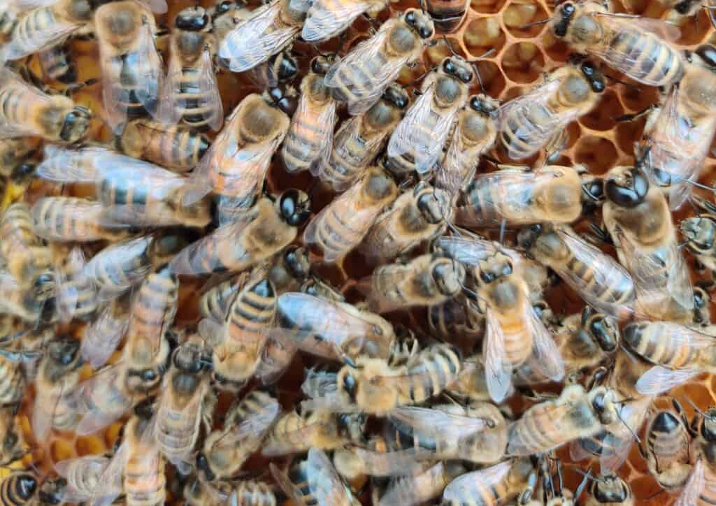 All the bees in the hive accept the new queen bee