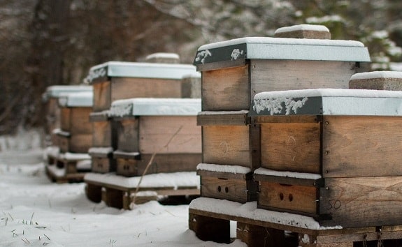 Beehive Bees in Winter Sleep