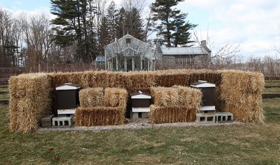 Beehives Protected From Winter Winds Using Hay