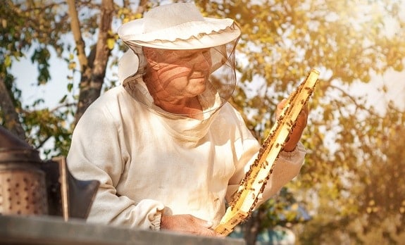 Beekeeper Assessing Honeycomb
