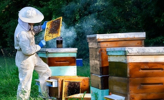 Beginner beekeeping mistakes - Inspecting Too Frequently