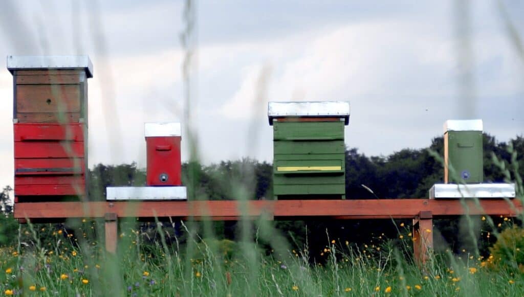 Beekeeping terms: raising honey bees in Langstroth beehives
