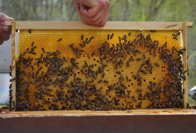 Best Time to Requeening a Hive