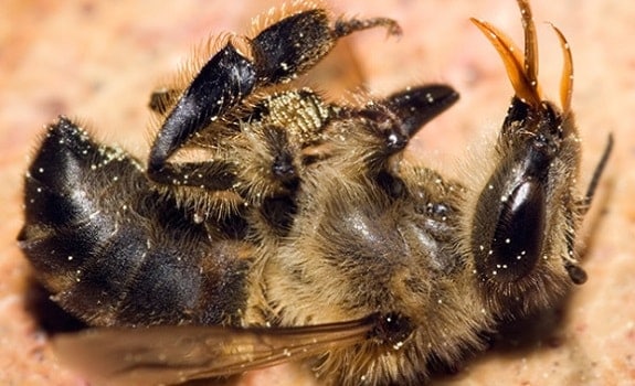 Dead Diseased Honey Bee
