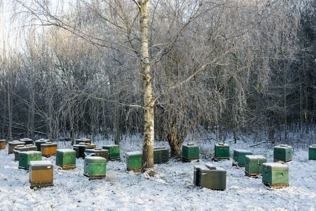 Hives winter survival