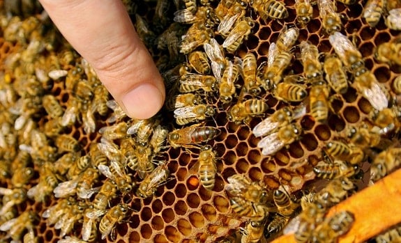 How to Requeen a Beehive