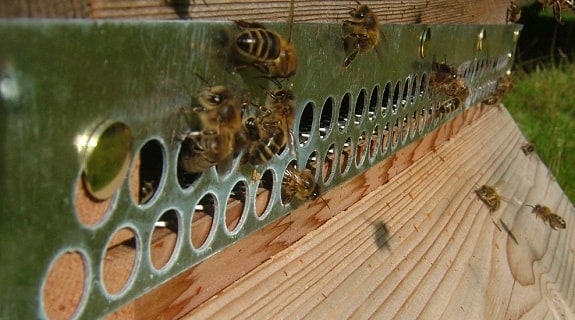 Winterizing Beehives may require a Mouse Guard on Beehive Entrance