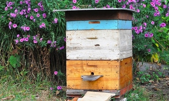 Single Beehive Next to Flowers