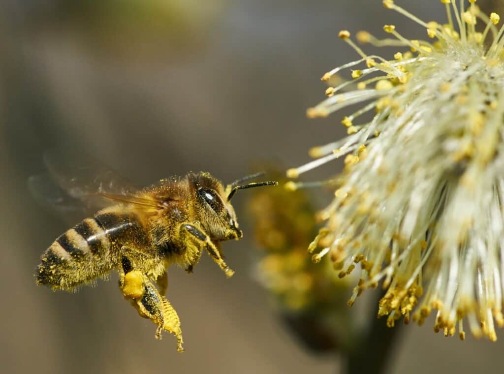 Worker bees collect nectar in their pollen baskets