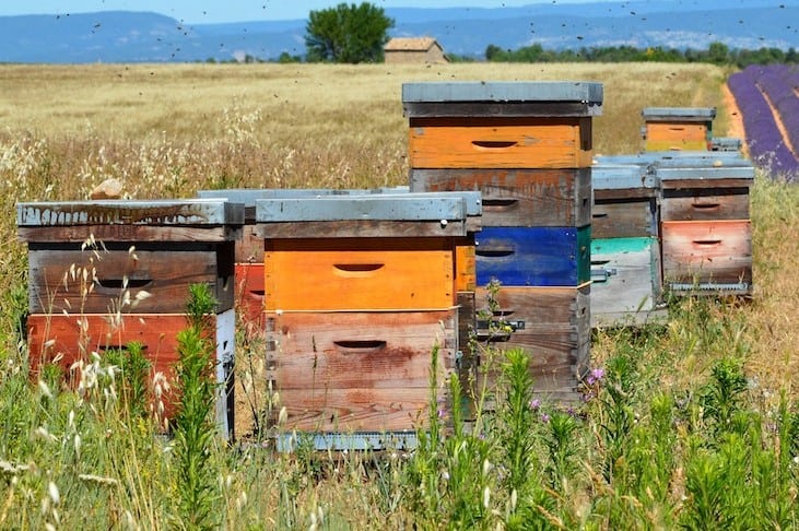 Top 10 mistakes a novice beekeeper makes - Ecocolmena