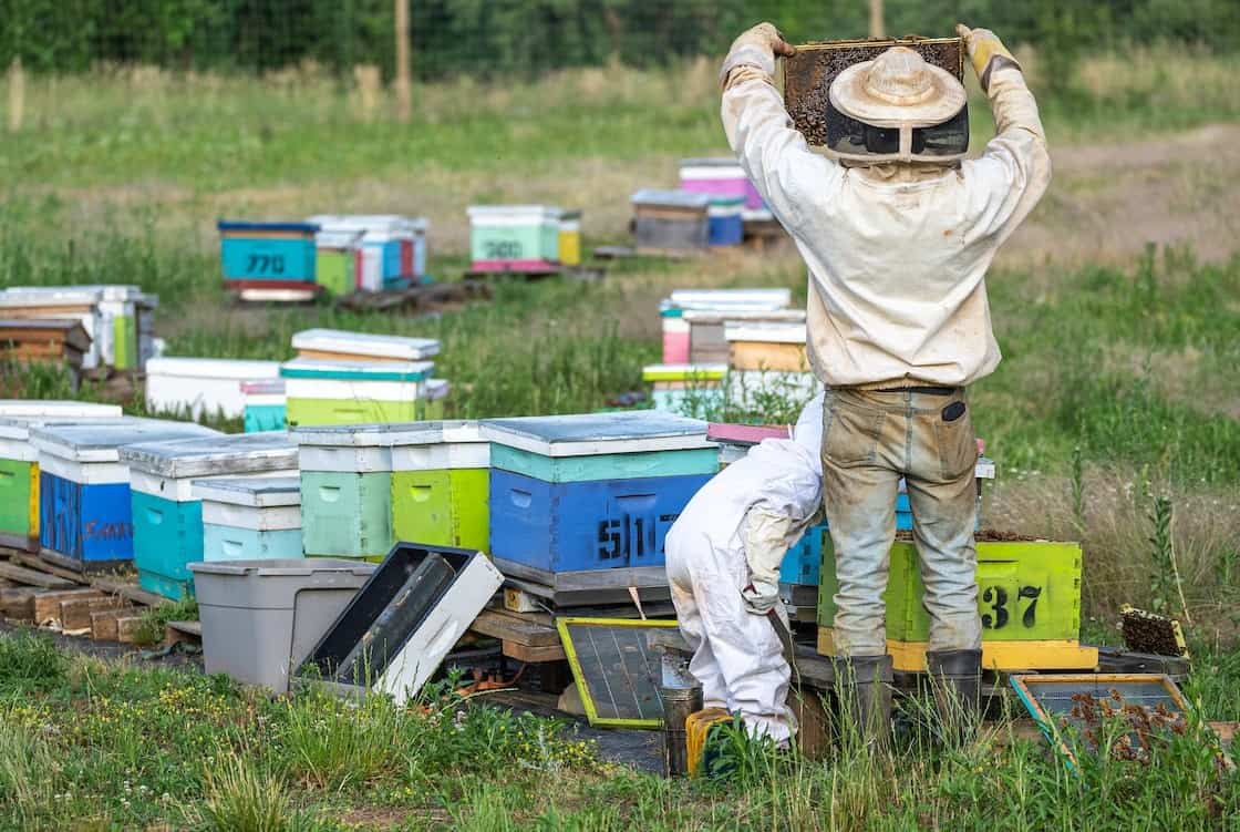 beginner beekeeping mistakes