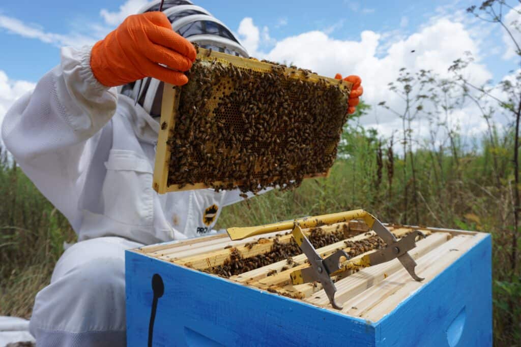 Honey bee hive monitoring