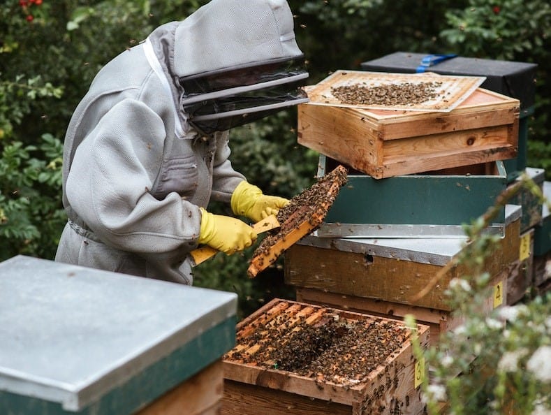 Using beekeeping apps