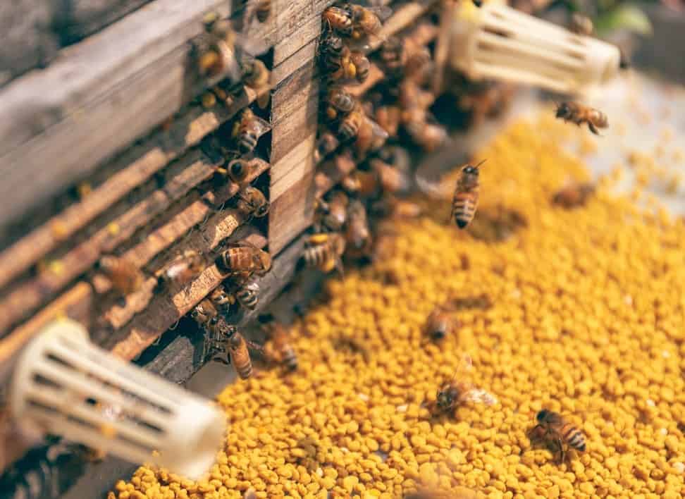 Absconding honeybees