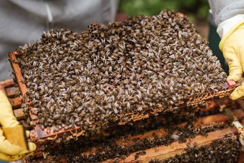 Beehive Inspection