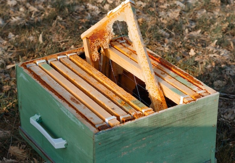 Wax Moth Protection — Home Sweet Bees
