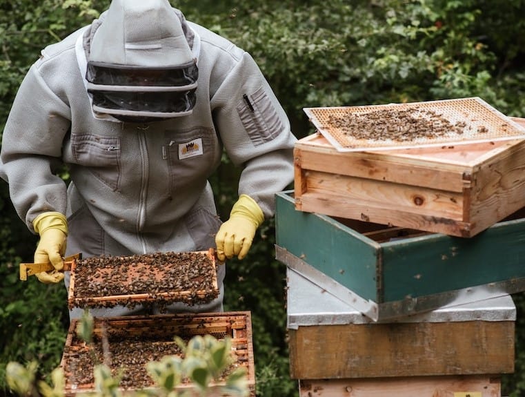 Beekeeper checking the hive