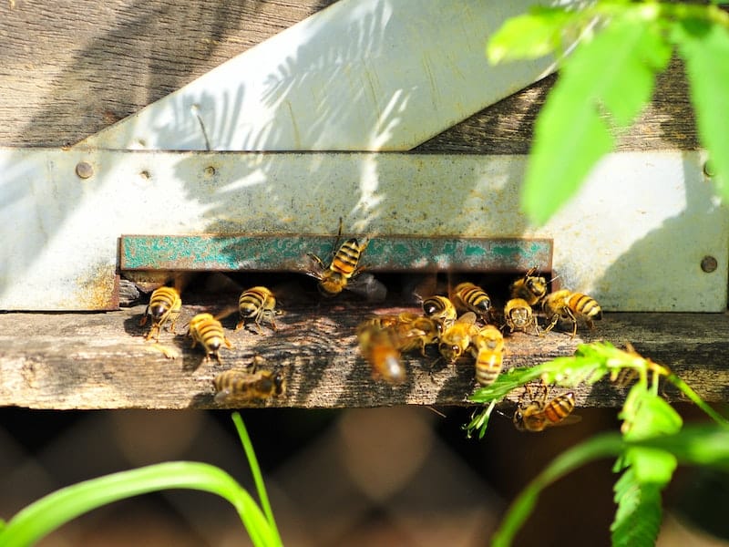 Bees abscond when all bees leave the hive