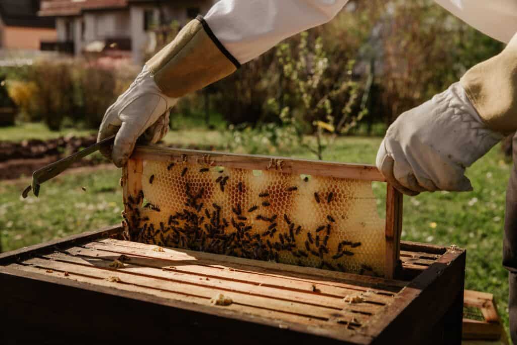 Bees work in brood chamber on the main hive body as food stores