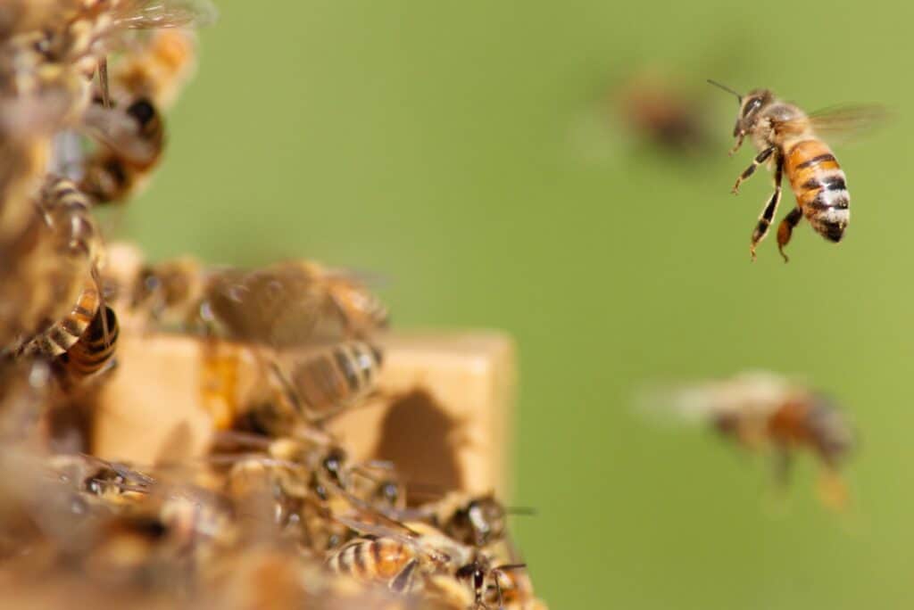 Catching swarms of honey bees