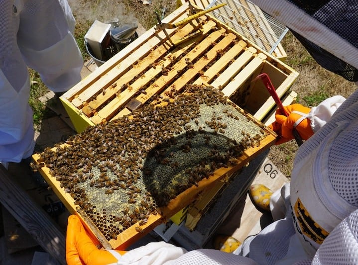 Checking on a hive frame