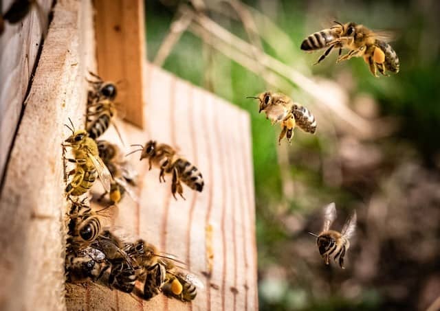 Easy Ways You Can Help Save the Bees