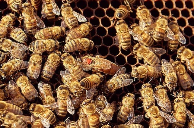 Even experienced beekeepers mark queens to easily locate them