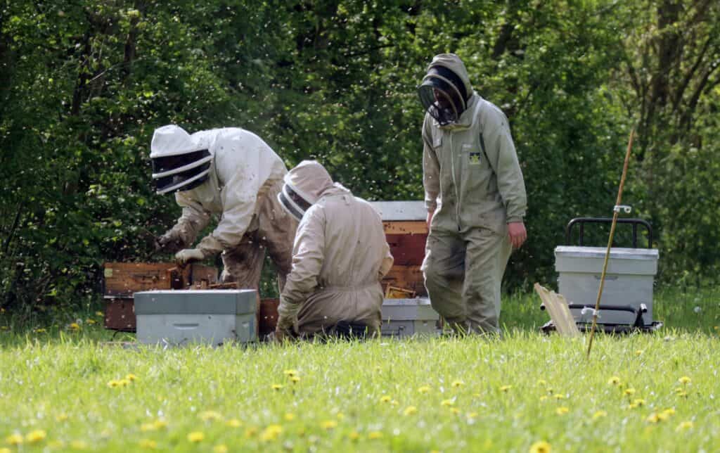 Experienced beekeepers