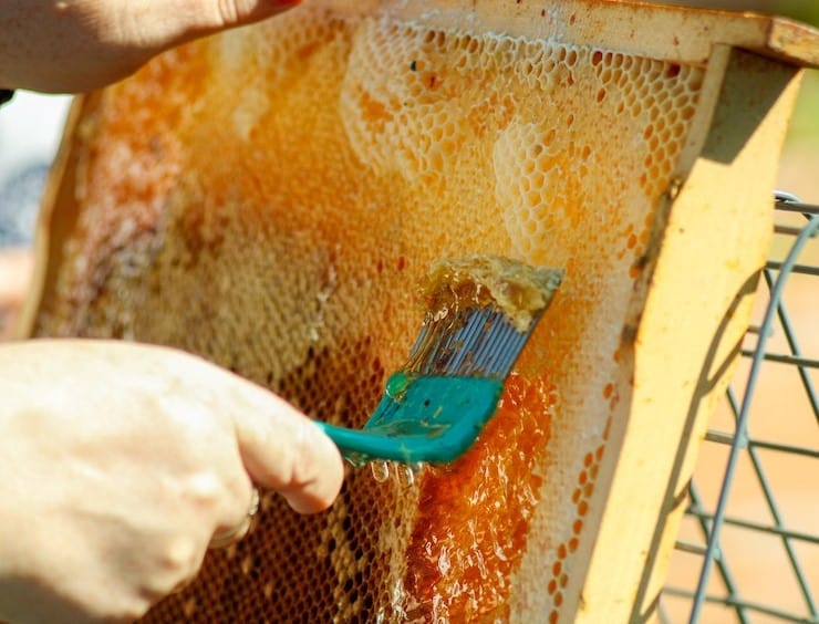 Extracting honey