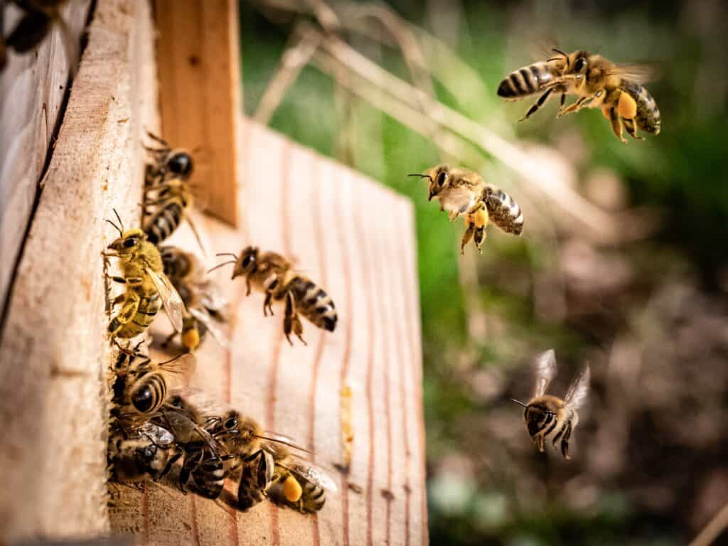 Give the remaining bees a new hive or permanent hive after you catch a swarm