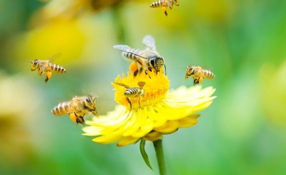 How to Help Save Honey Bees