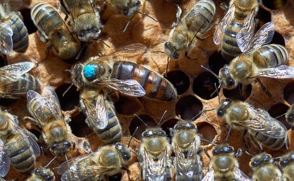 One queen bee with worker bees in a honey bee colony