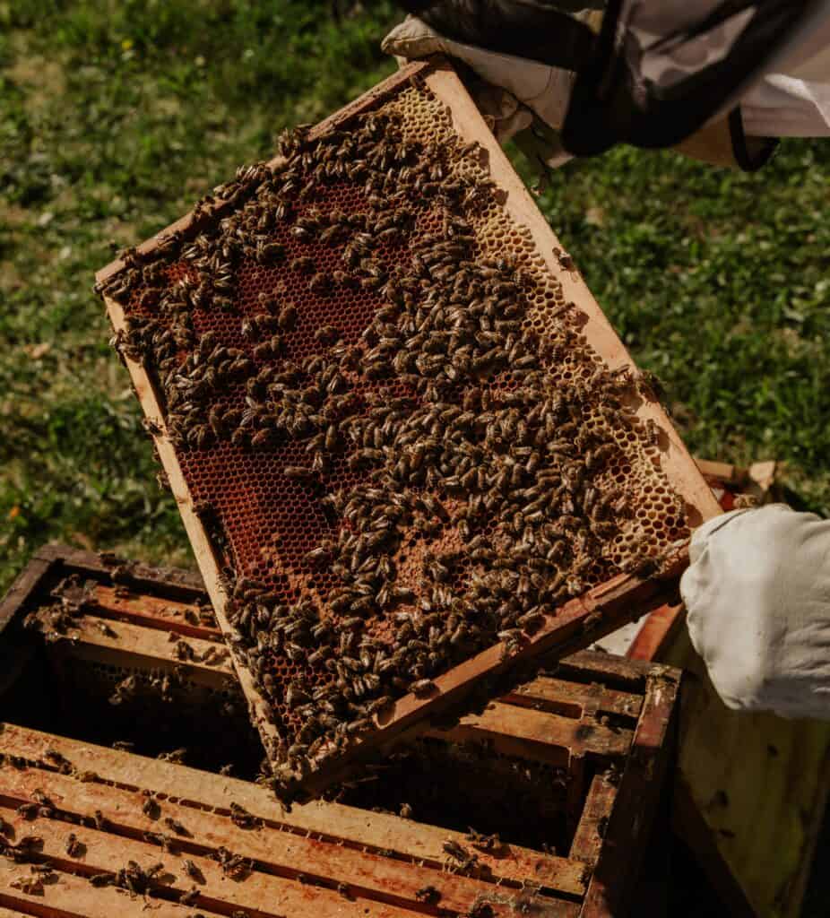 Marked queen makes hive inspection easier