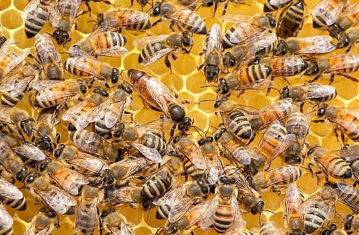 Most beekeepers do queen marking with a queen marking tube or paint pen