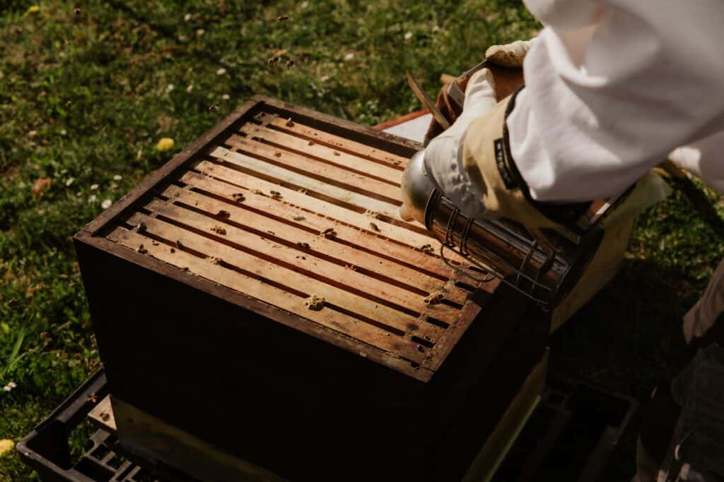 New beekeepers learn when to add supers during a strong nectar flow to maximize honey collection