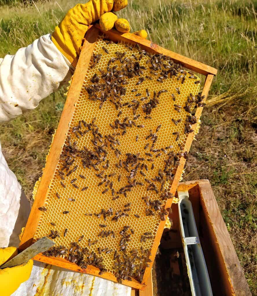 Remove wax moths in beehive