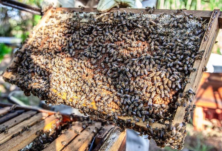 Strong colony of bees