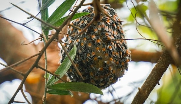 Swarm on a tree