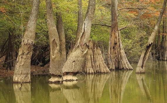 Tupelo Trees in Swamp