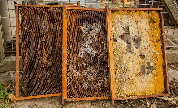 Wax Moth Treatment in Beehives