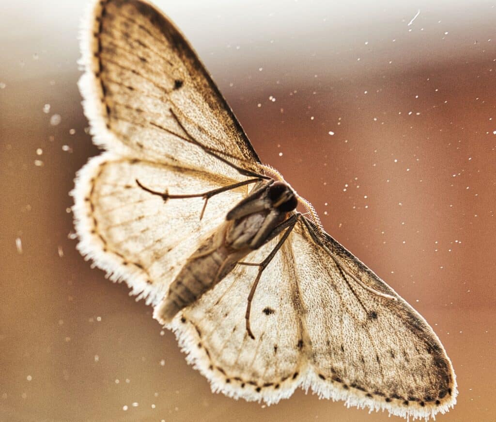 Wax moth (Galleria mellonella), also known as the greater wax moth or honeycomb moth