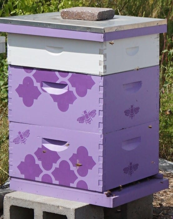 Honeybee Box