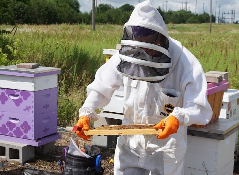Beekeeper collecting frames